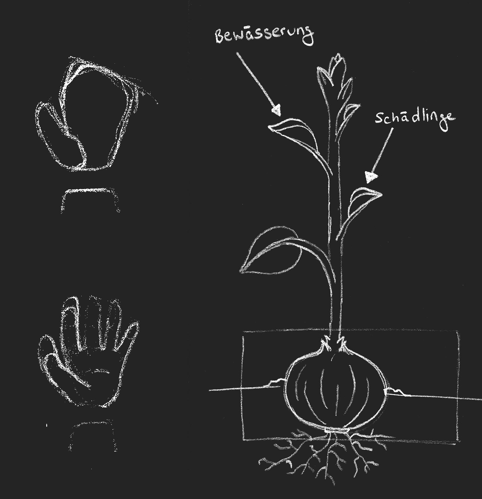 a sketch of the plants